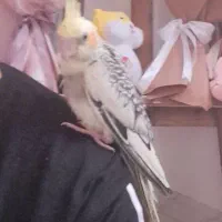 تعدادی عروس هلندی یک تا چهارماه دانخور|پرنده|رضوانشهر, |دیوار