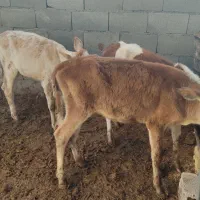 گوساله ماده ۳راس|حیوانات مزرعه|کوهدشت, |دیوار