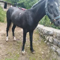 اسب سواری و باری آرام