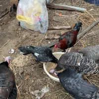 مرغ خروس لاری