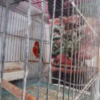 فروش سهره قناری تعداد وتکی|پرنده|بهارستان, |دیوار