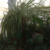 استخدام لابی من