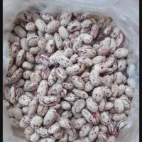 لوبیا چیتی ارتشی درجه ۱