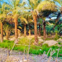 ما رو پیدا کردی نخل می خواستی