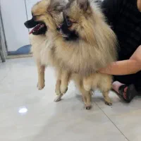 پامرهای شیطون وبازیگوش .پدرومادرو بچه هاش|سگ|سنگر, |دیوار