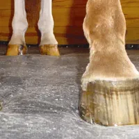 نعلبندی اسب