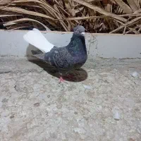 ستا کبوتر|پرنده|فهرج, |دیوار