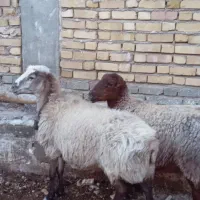 میش داشتی و بره نر پای پروار|حیوانات مزرعه|اسفراین, |دیوار