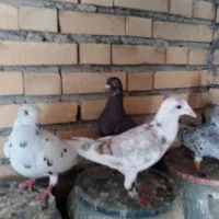 کفتر دورگ|پرنده|بندر ماهشهر, |دیوار