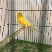 قناری ماده|پرنده|شیراز, پودنک|دیوار