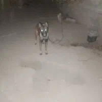 مالینیوز بلژیکی 1سال اصل اصل