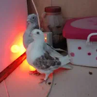 کبوتر تزئینی و رنگی|پرنده|بومهن, |دیوار