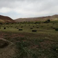 یونجه