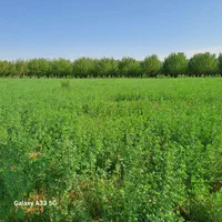 کاه یونجه