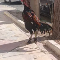 لاری|حیوانات مزرعه|جوادآباد, |دیوار