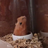 همستر|موش و خرگوش|مشهد, مشکینی (شهرک غرب)|دیوار