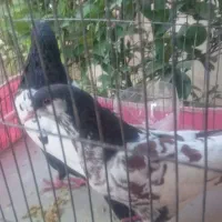 یک جفت کفتر نر و ماده