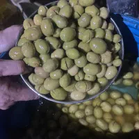 زیتون شکسته