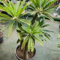 کار خدمات گلفروشی