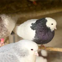 سوییت اقامتگاه بومگردی چنارستان درود|اجارهٔ کوتاه‌مدت آپارتمان و سوئیت|نیشابور, مسکن مهر نور|دیوار