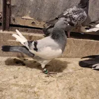 کفتر کبوتر یهودی