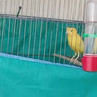 قناری نر|پرنده|کنگاور, |دیوار