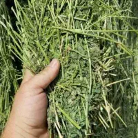 یونجه خشک غذا خرگوش