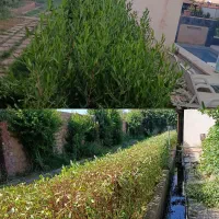 هرس تخصصی درختان و طراحی فضای سبز مدارس و ادارات|خدمات باغبانی و درختکاری|دزفول, |دیوار