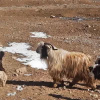 بره بز چپش|حیوانات مزرعه|فرخ‌شهر, |دیوار