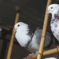 کبوتر نر شازده