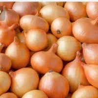 پیاز قرمز تناژ بالا فروشی