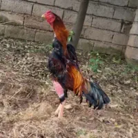 خروس ومرغ لاری یک ساله