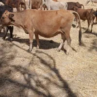 گوساله‌وگاو|حیوانات مزرعه|کلاشی, |دیوار