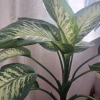 گل دیفن|گل و گیاه طبیعی|مراغه, |دیوار