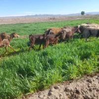 یک بز زاییده شیره دار