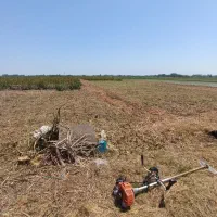 خدمات تخصصی هرس سم پاشی و چمن زنی|خدمات باغبانی و درختکاری|خمام, |دیوار