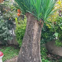 یو کا ۳۰ ساله تنه بزرگ