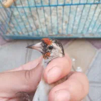 سهره سرسیاه زاغ کامل سرش سیاهه|پرنده|تهران, تهرانپارس غربی|دیوار