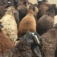 ۱۹ رس بره نر جفتی ۱۰۰ کیلو
