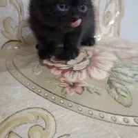 گربه سیاه نژاد اسکاتیش فولد