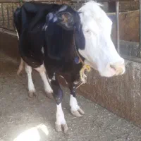 گاو شیری سیمینتال