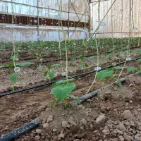 گلخانه مقیاس کوچک