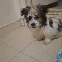 توله سگ چیتزو