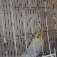 عروس هلندی معاوضه با ماده