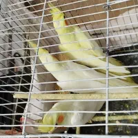 عروس هلندی...|پرنده|شلمان, |دیوار