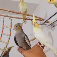 عروس هلندی دستی و سالم، پرورش خانگی