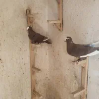 قره سرکه ای جوون دوتا نر