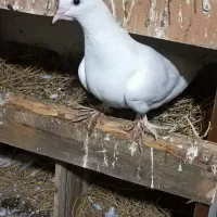 کبوتر|پرنده|کیلان, |دیوار