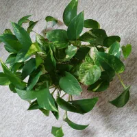 گیاه طبیعی|گل و گیاه طبیعی|بهبهان, |دیوار