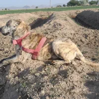 واگذاری سک نگهبان